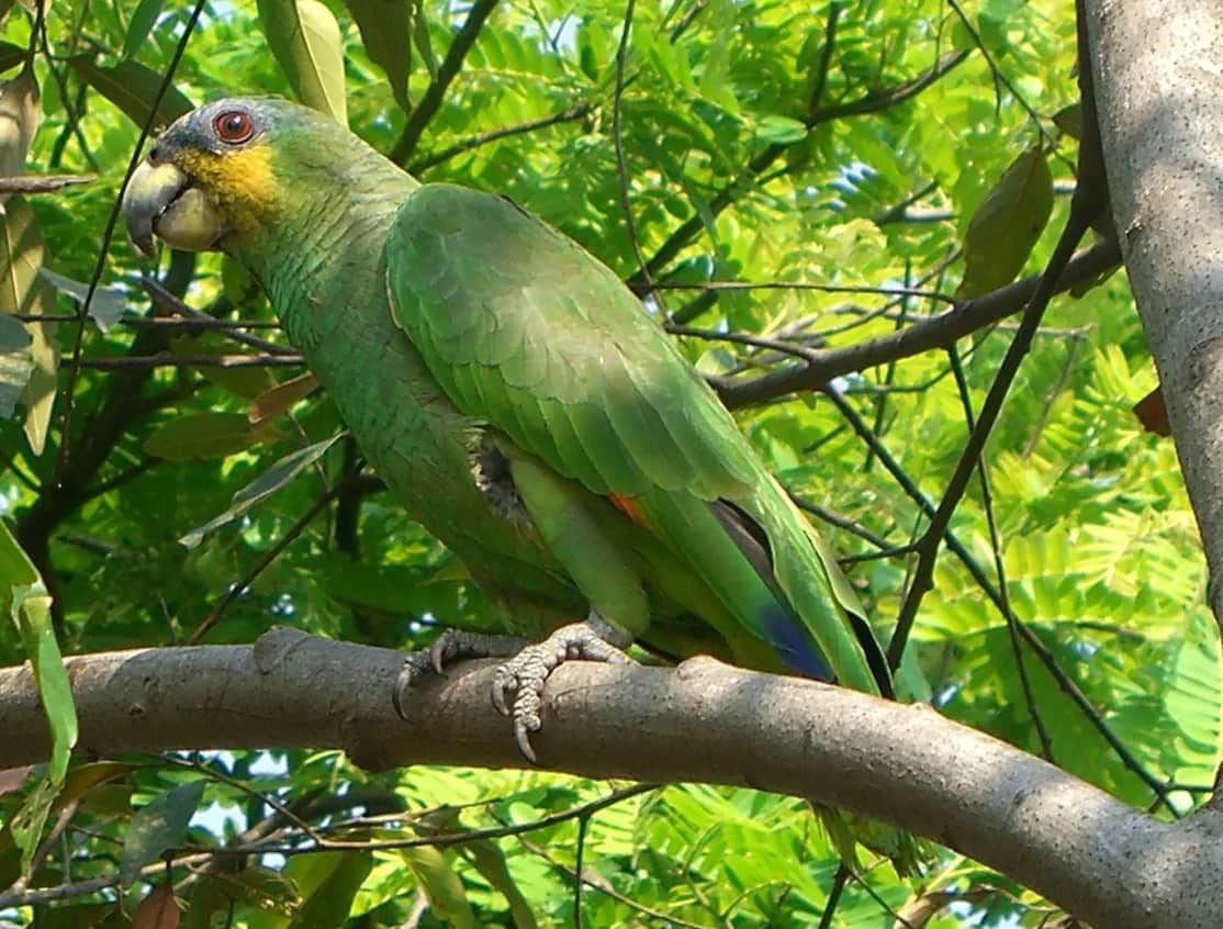 amazona alinaranja