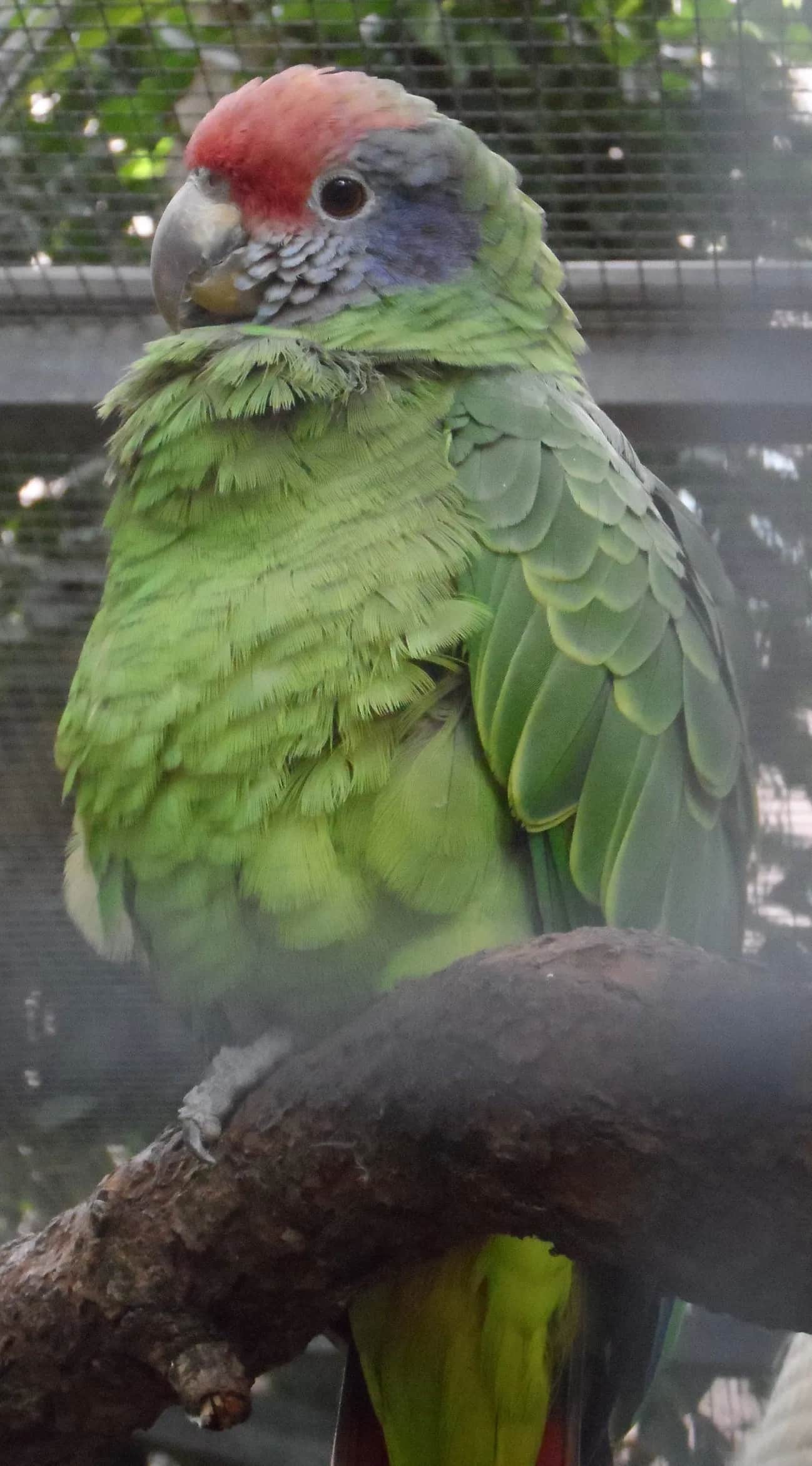 Amazona colirroja