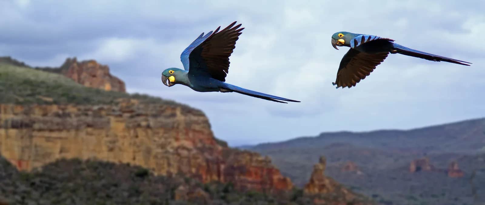 arara-azul-de-lear