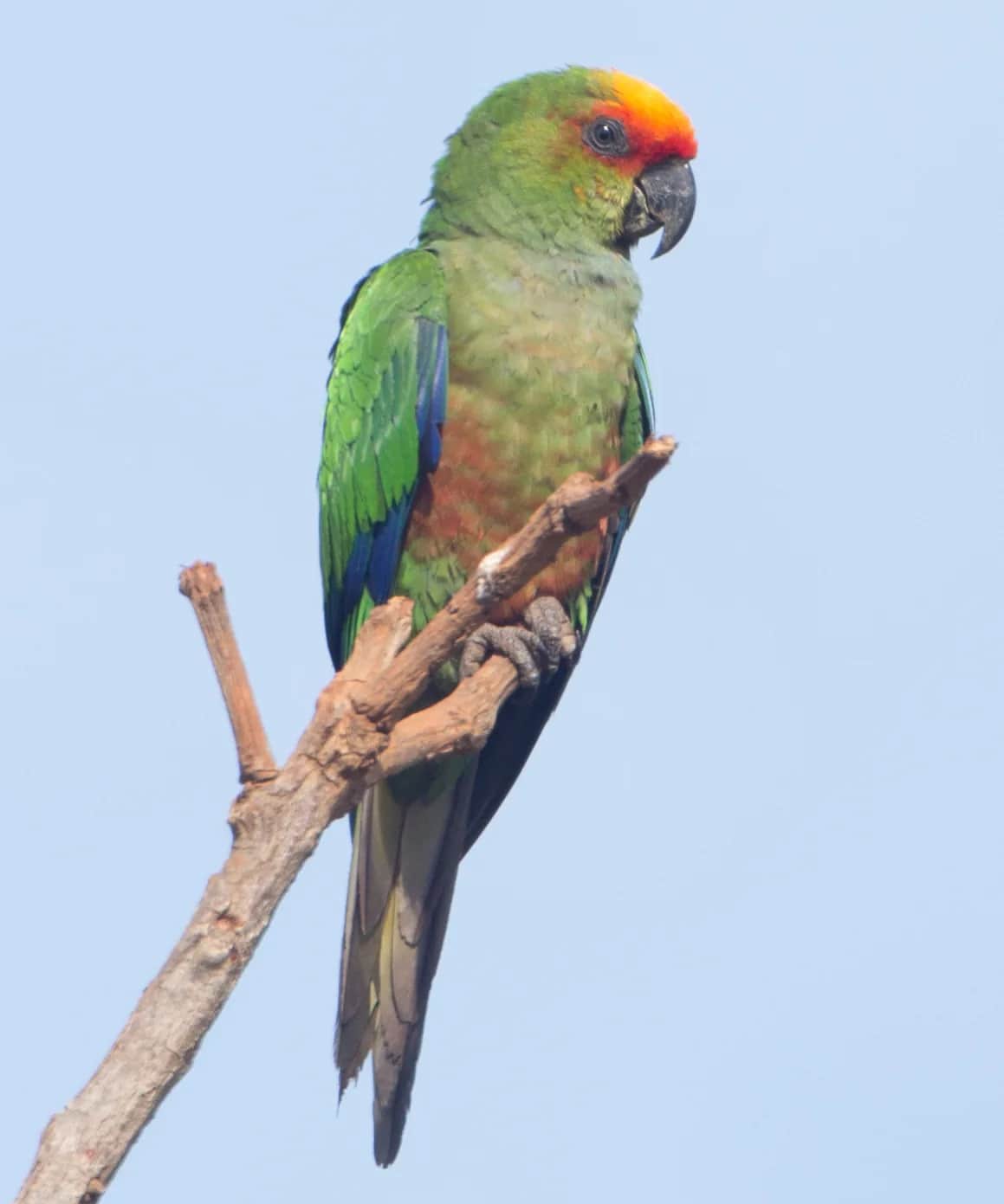 aratinga testadorada