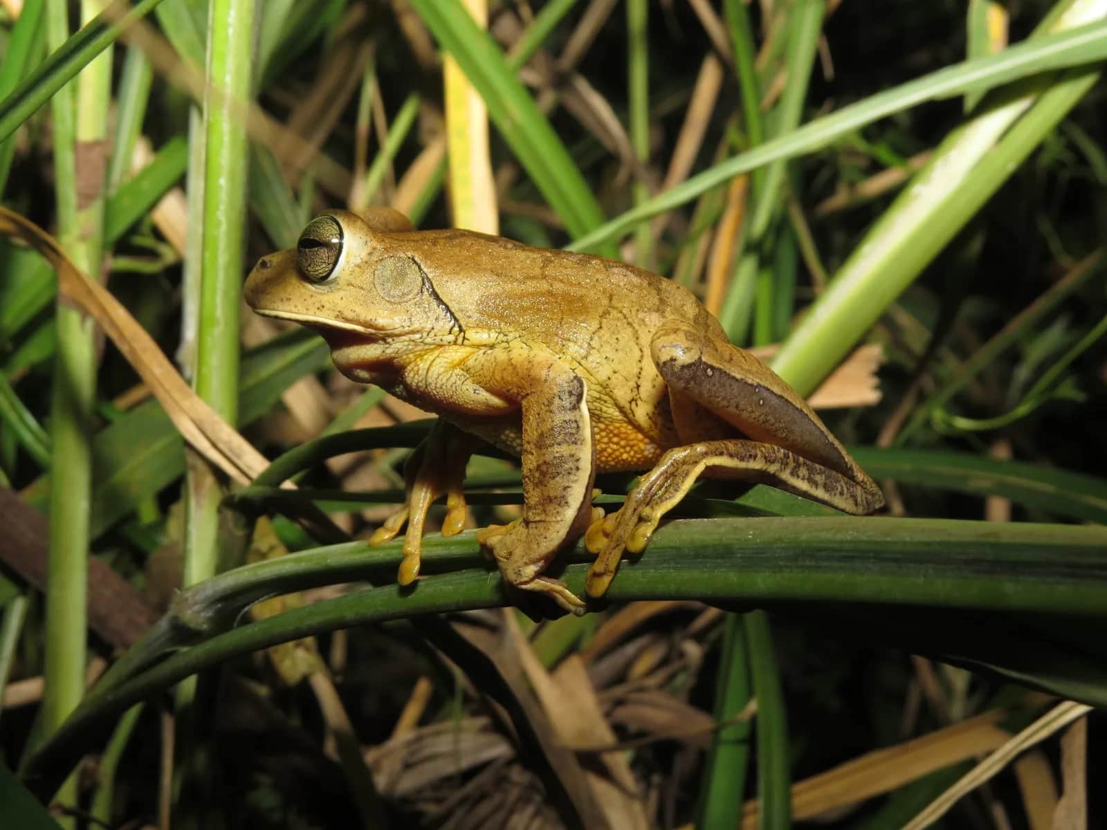Blacksmith Treefrog