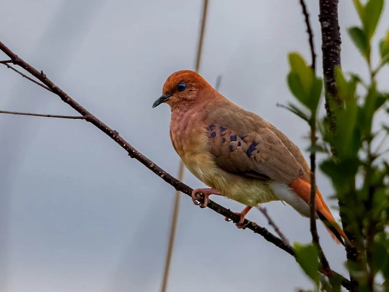 Blue-eyed Ground Dove