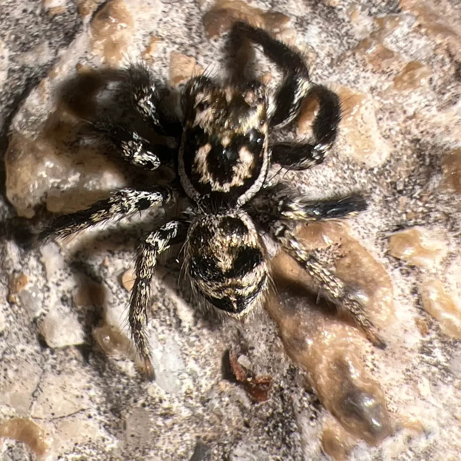 Aranha-saltadora