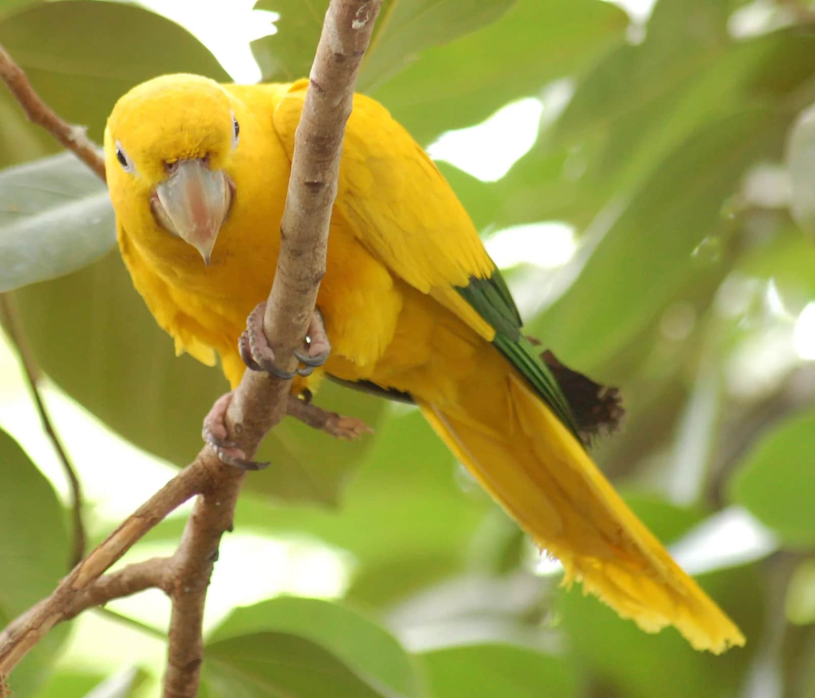 ararajuba