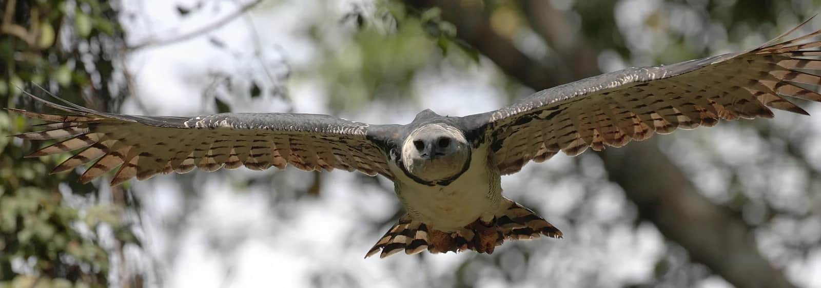 águila arpía