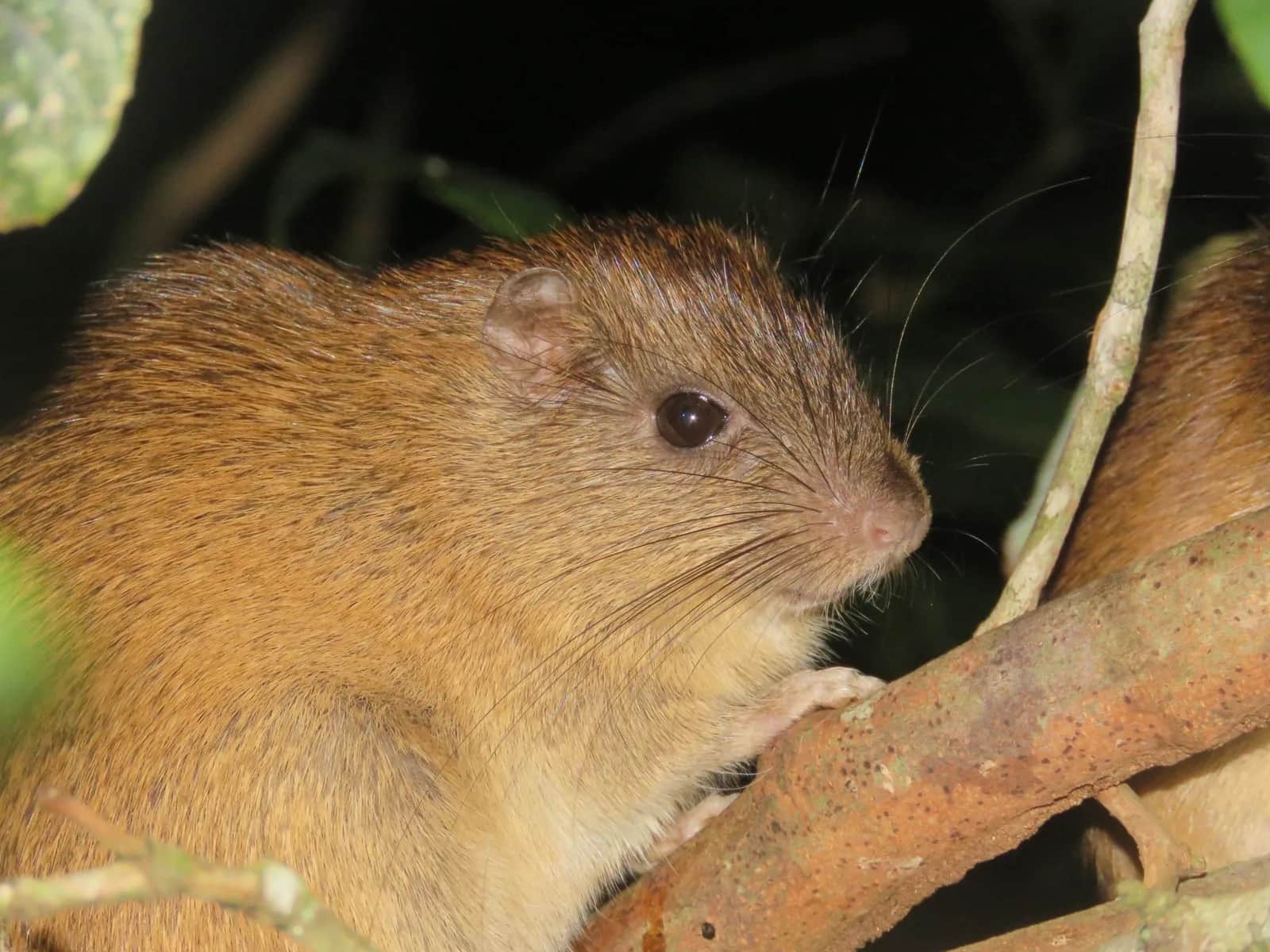 Atlantic bamboo rat