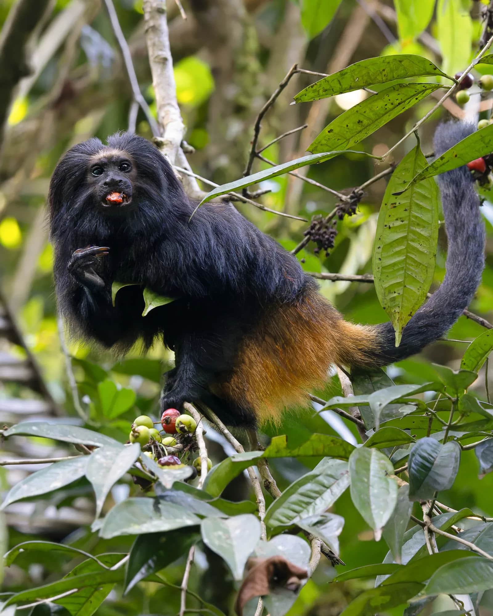 Black lion tamarin