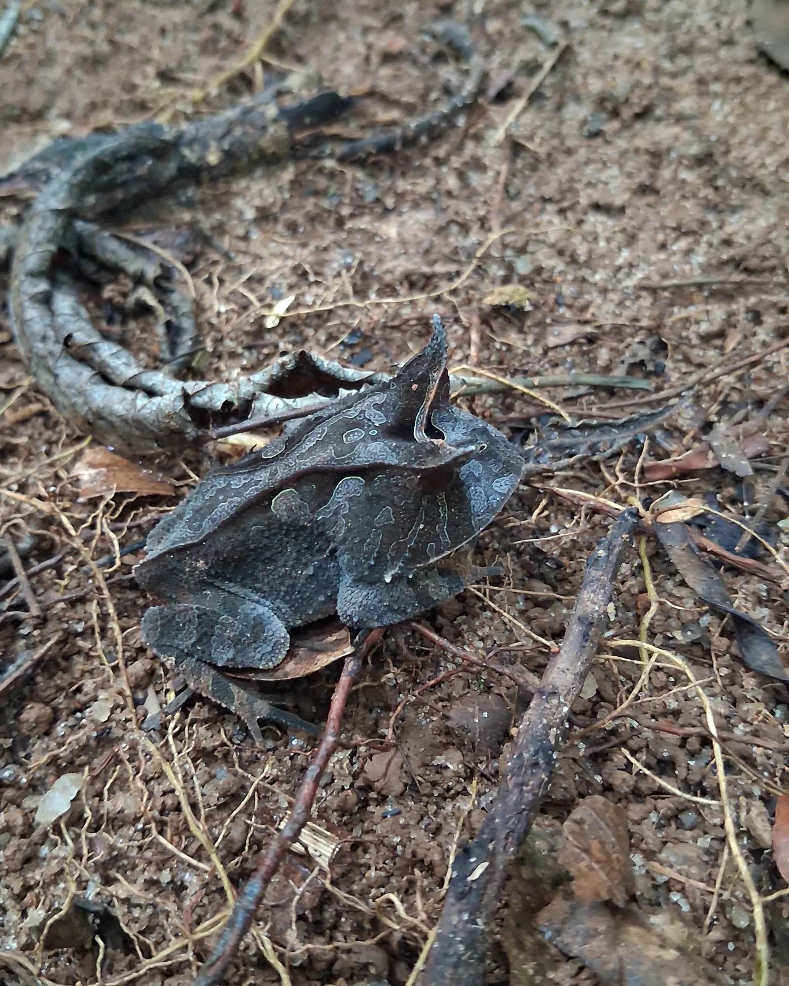 Bahia smooth-horned frog