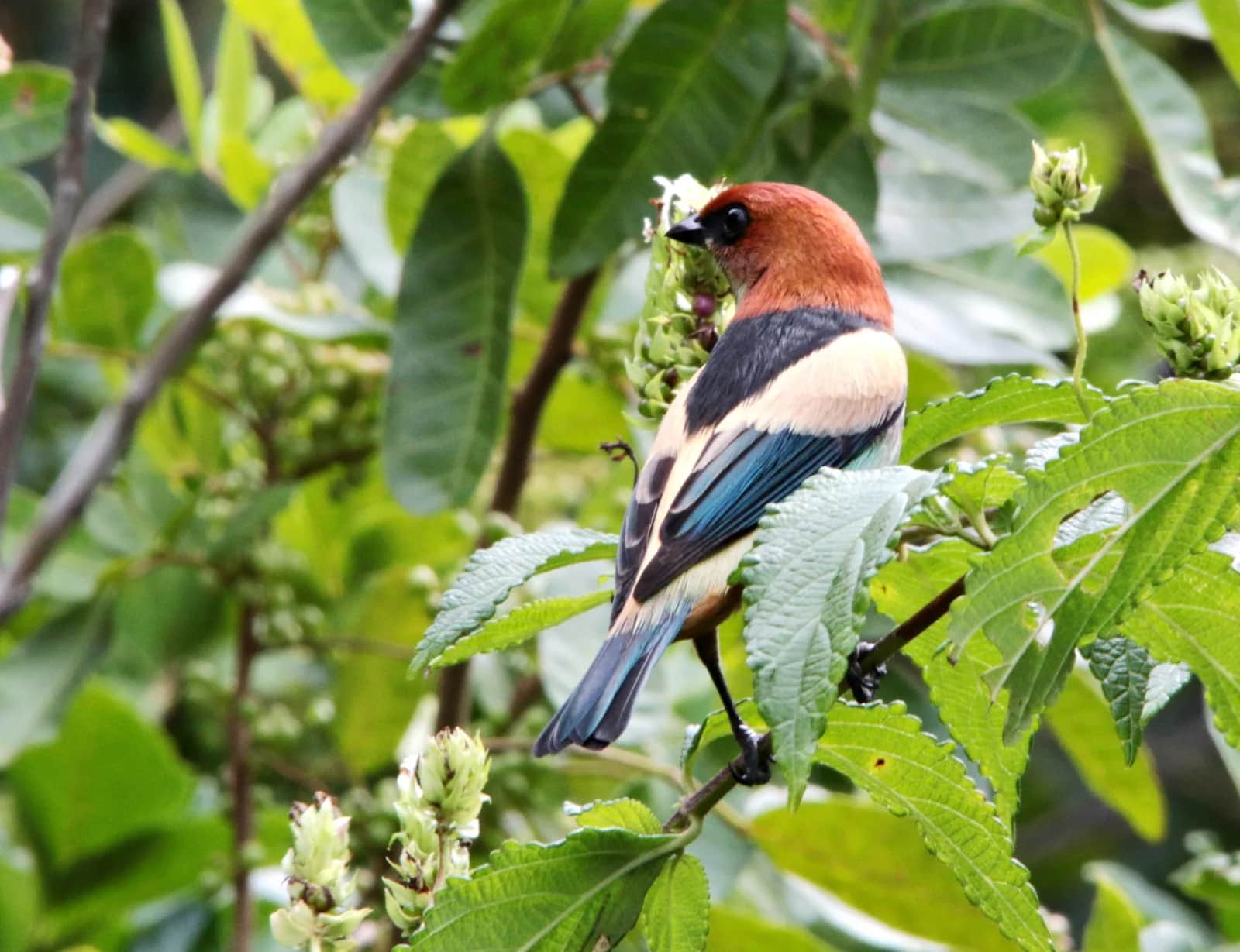 Black-backed Tanager