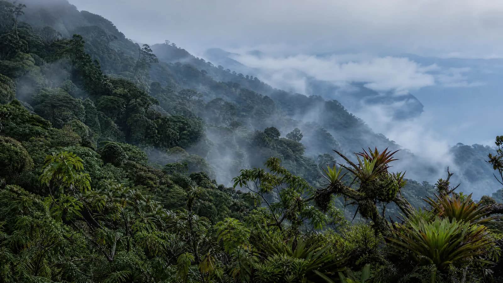 Mata Atlântica