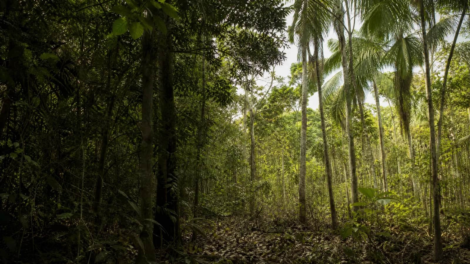 Floresta Ombrófila Aberta