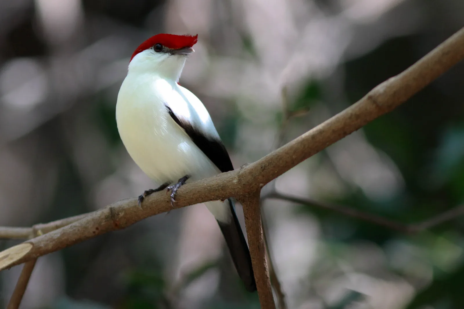 Araripe Manakin — photo 1