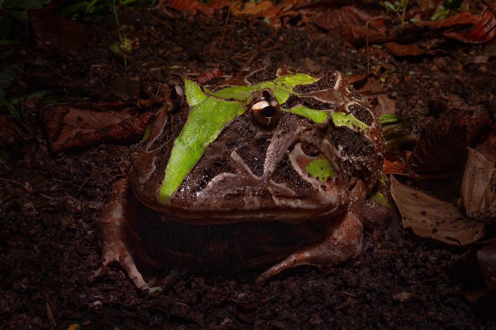 Brazilian horned frog / Wied's frog — photo 1