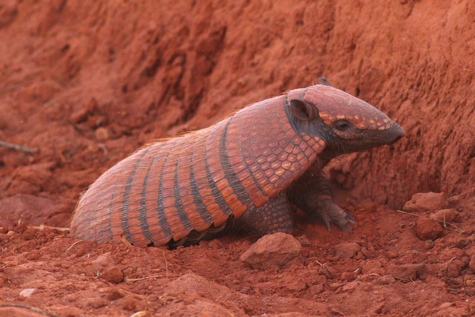 Armadillo de seis bandas — foto 1