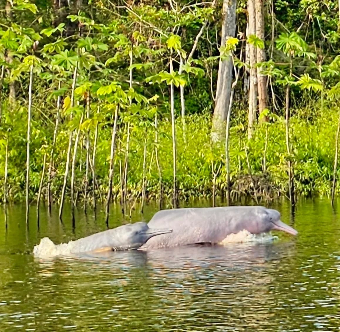 Amazon river dolphin — photo 1