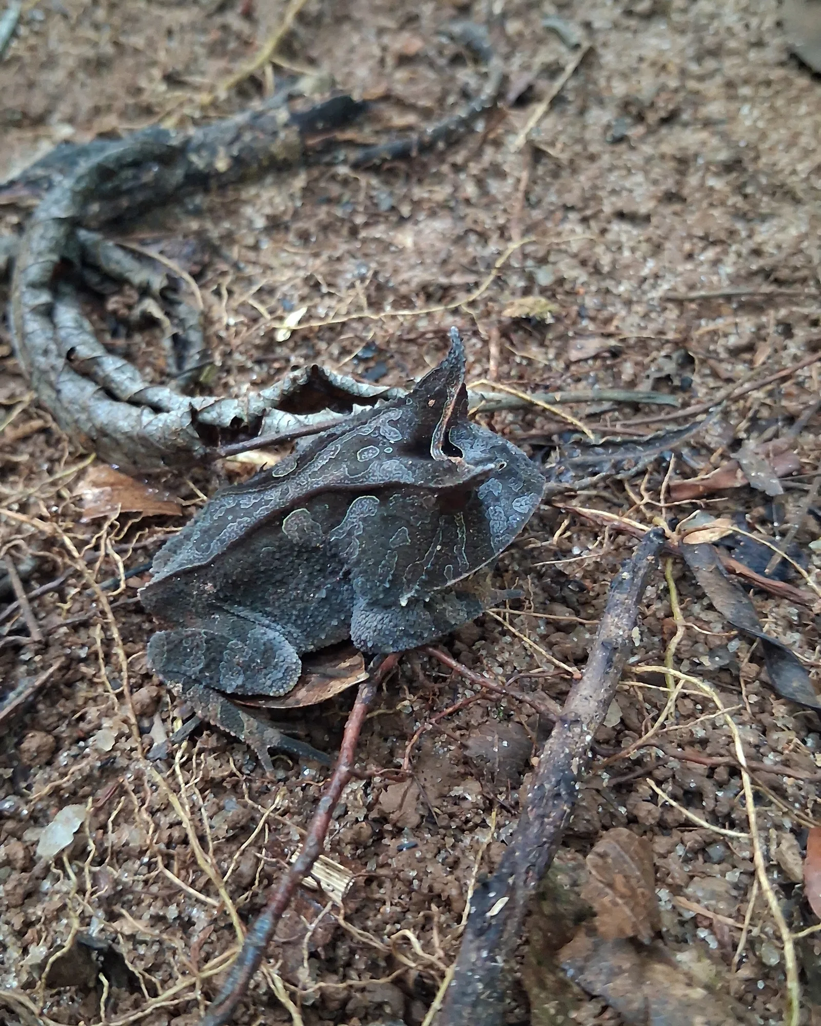 Bahia smooth-horned frog — photo 1