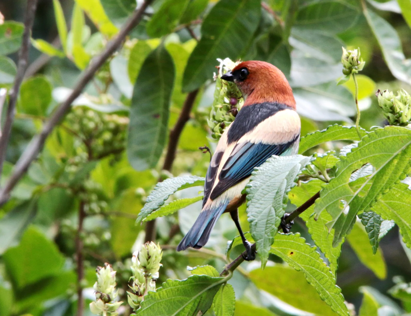 Black-backed Tanager — photo 1