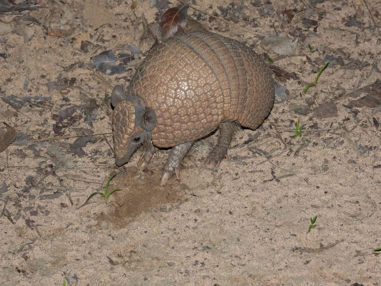 armadillo de tres bandas brasileño — foto 1