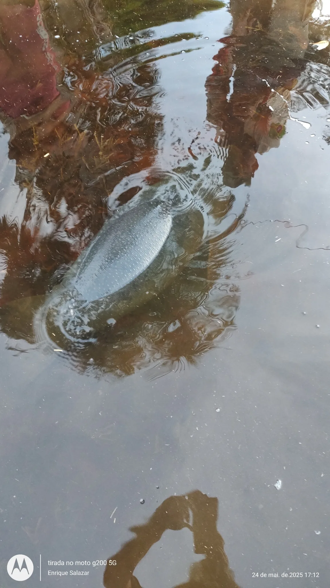 Amazonian manatee — photo 1