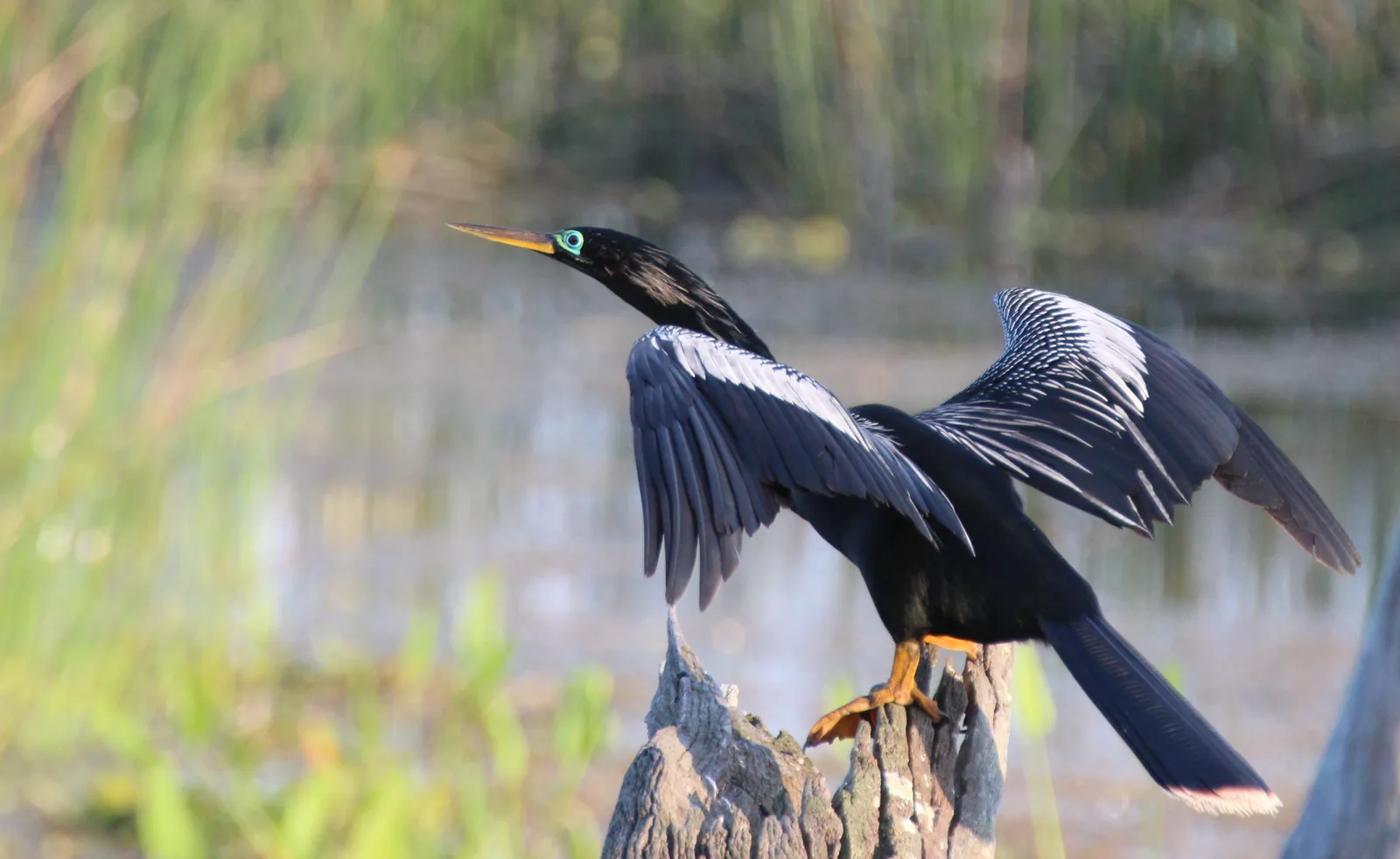 Anhinga — photo 1