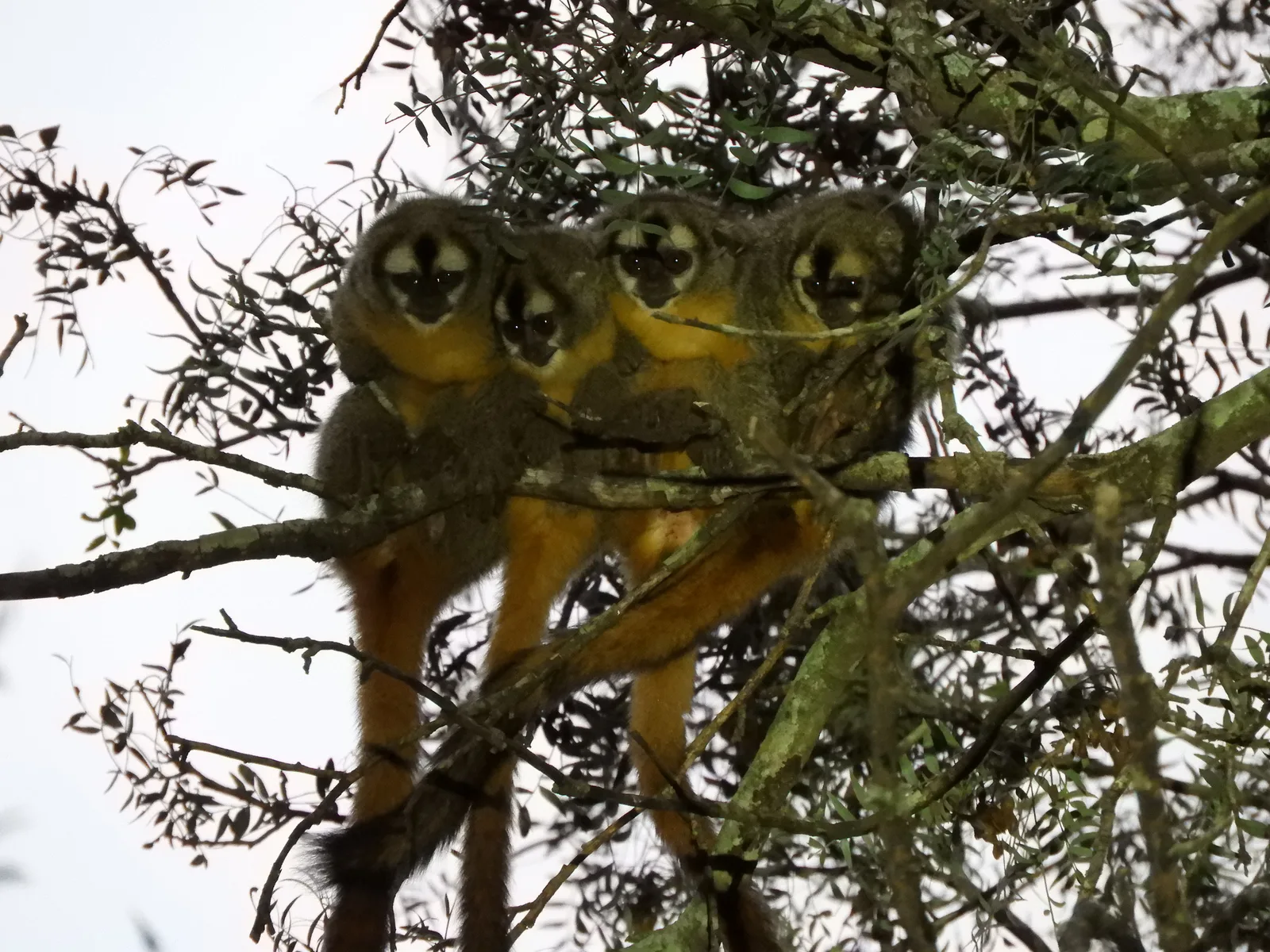 Azara's night monkey — photo 1
