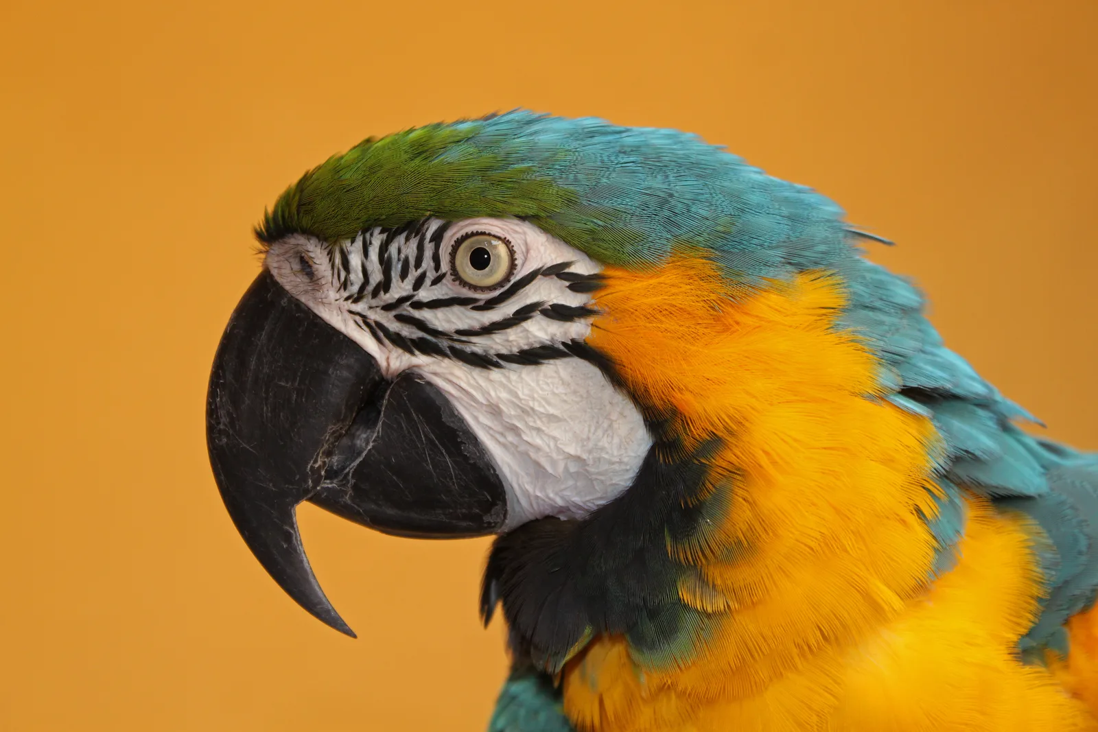 arara-canindé — foto 1