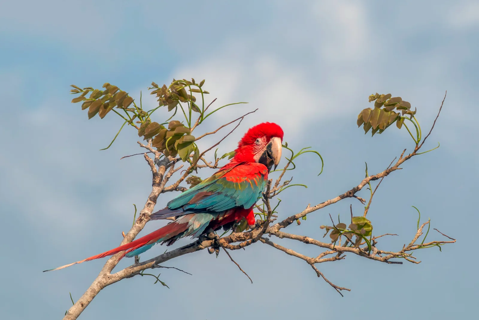 arara-vermelha-grande — foto 1