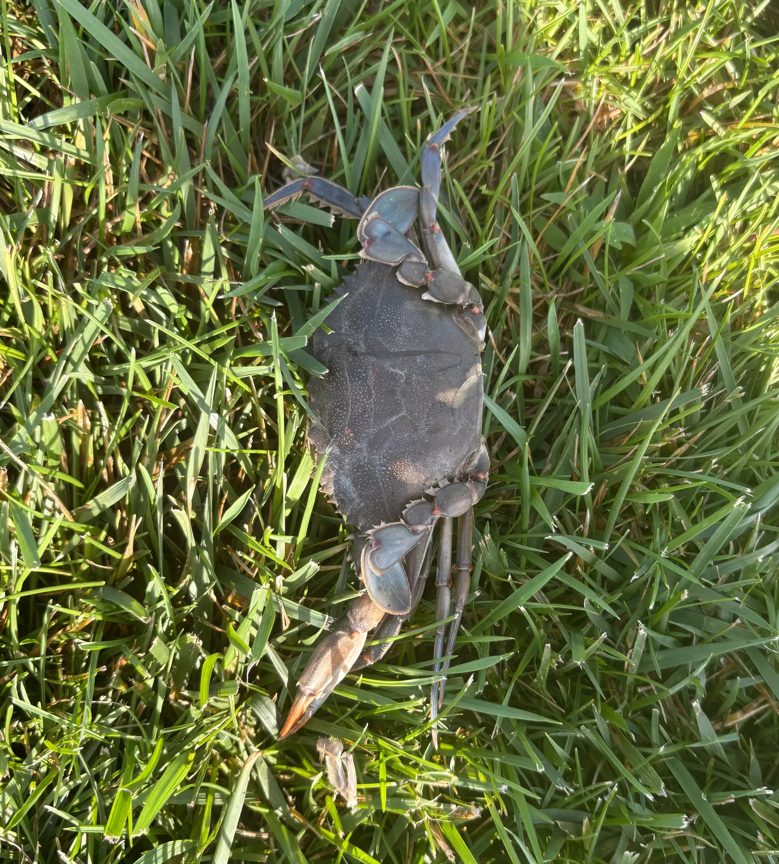 Blue crab — photo 1