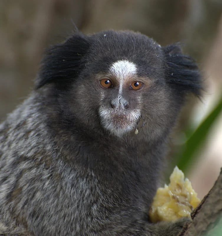 Black-tufted-ear marmoset — photo 1