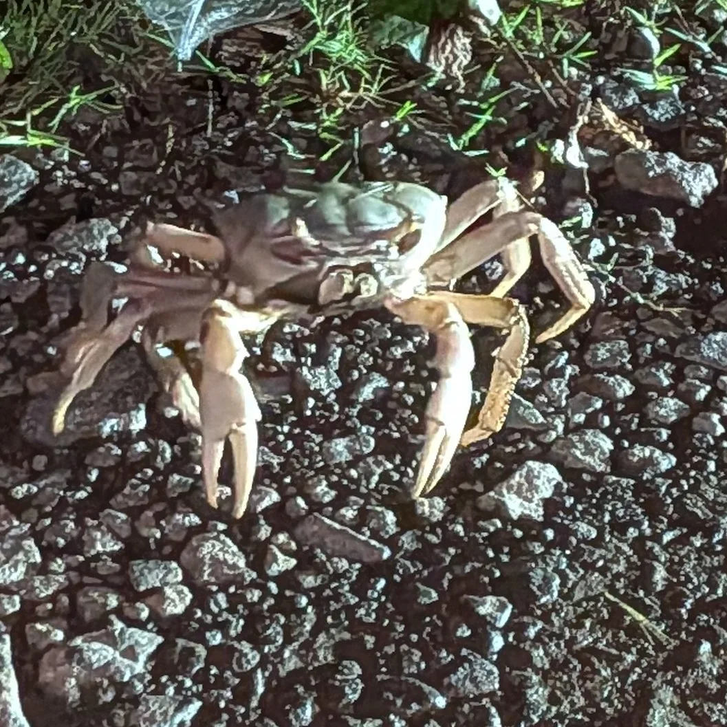 Blue land crab — photo 1