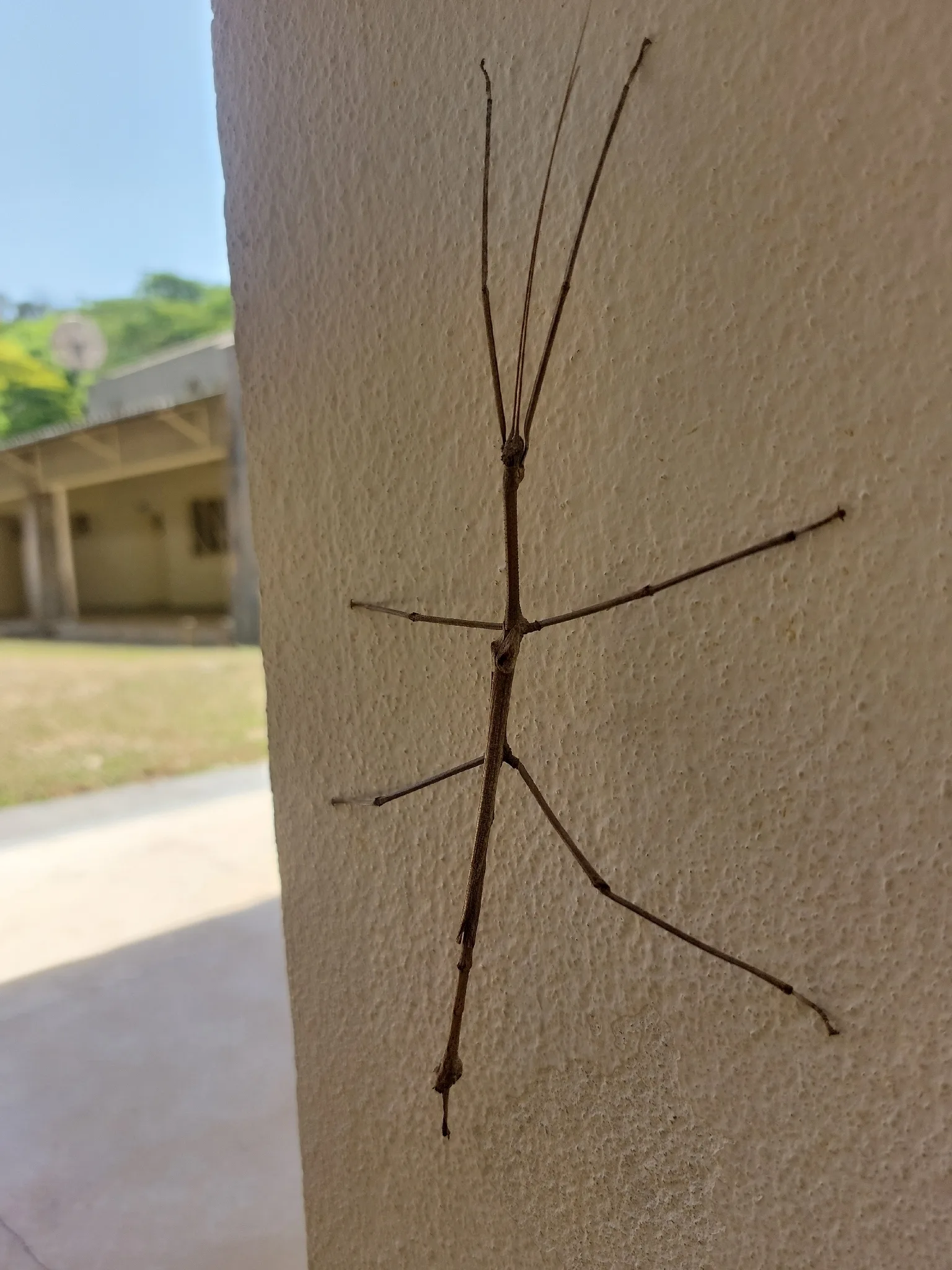 Brazilian giant stick insect — photo 1