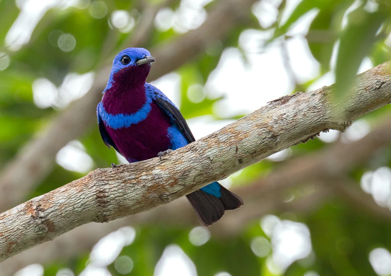 Banded Cotinga — photo 1