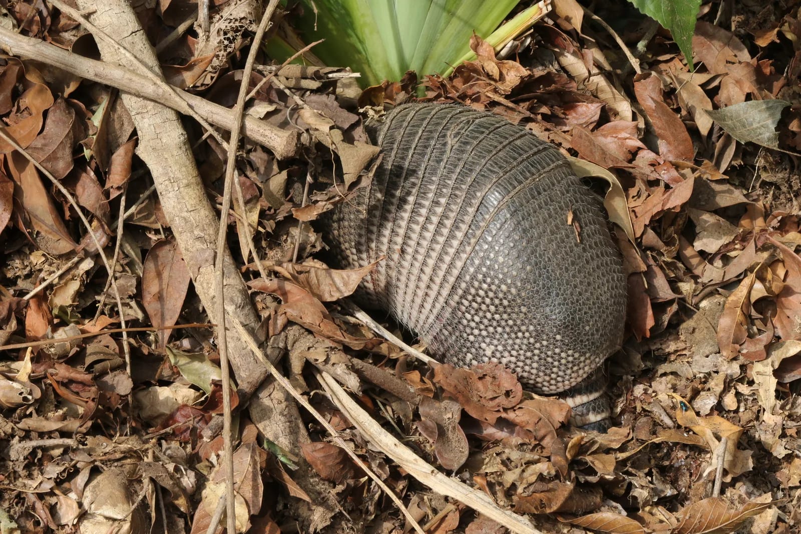 Armadillo de nueve bandas — foto 1