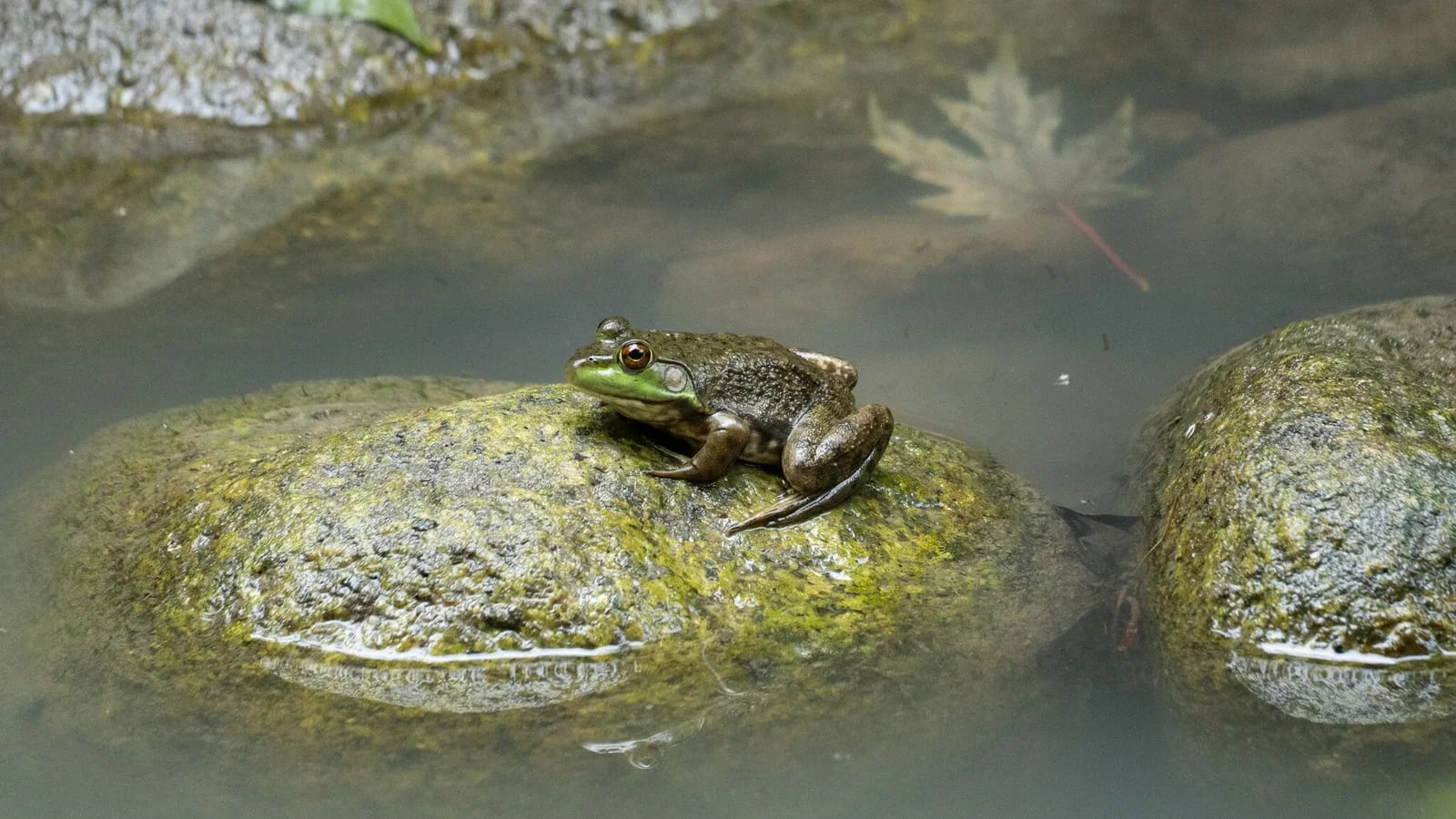 American bullfrog — photo 1