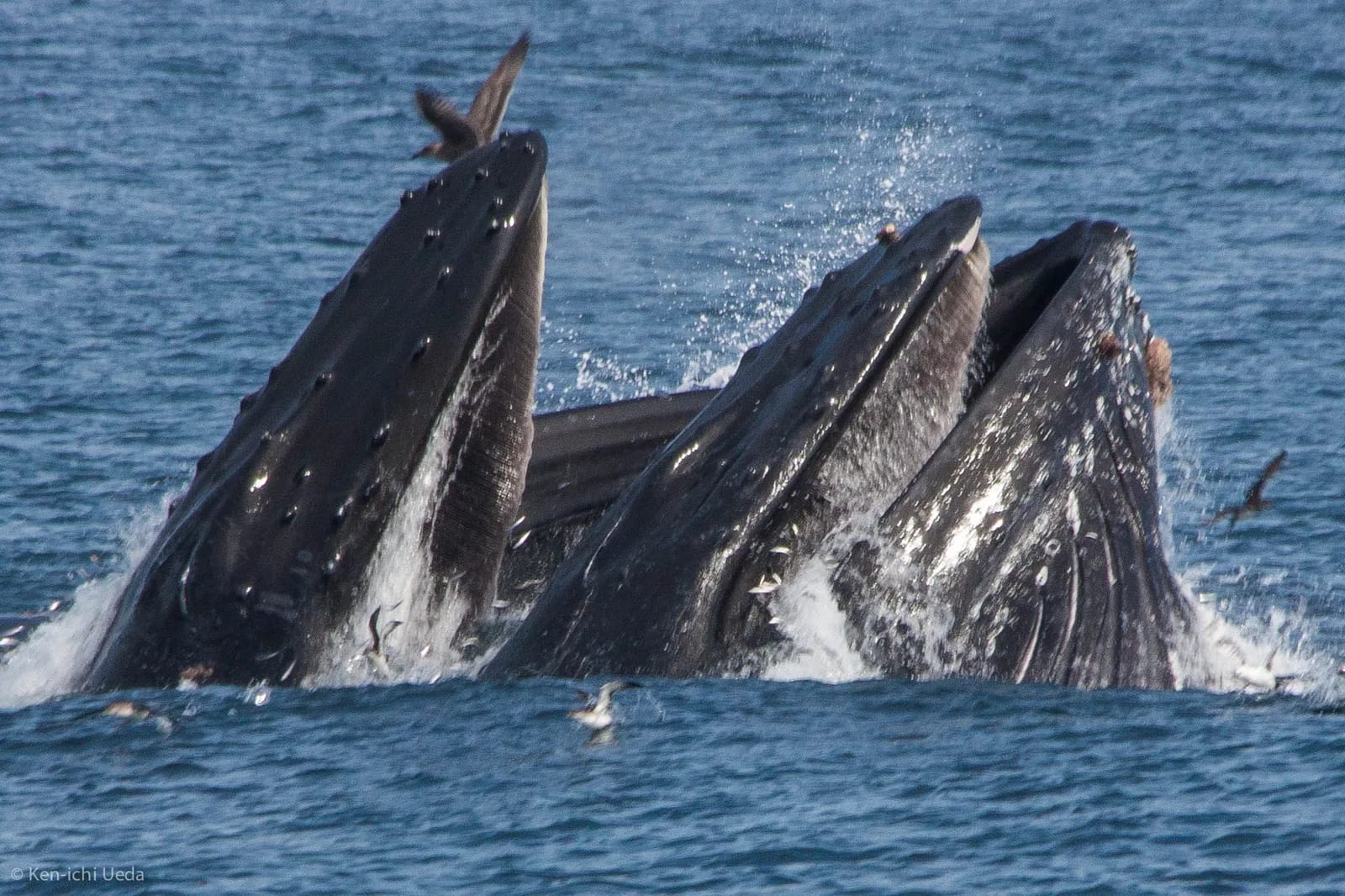 Ballena jorobada — foto 1