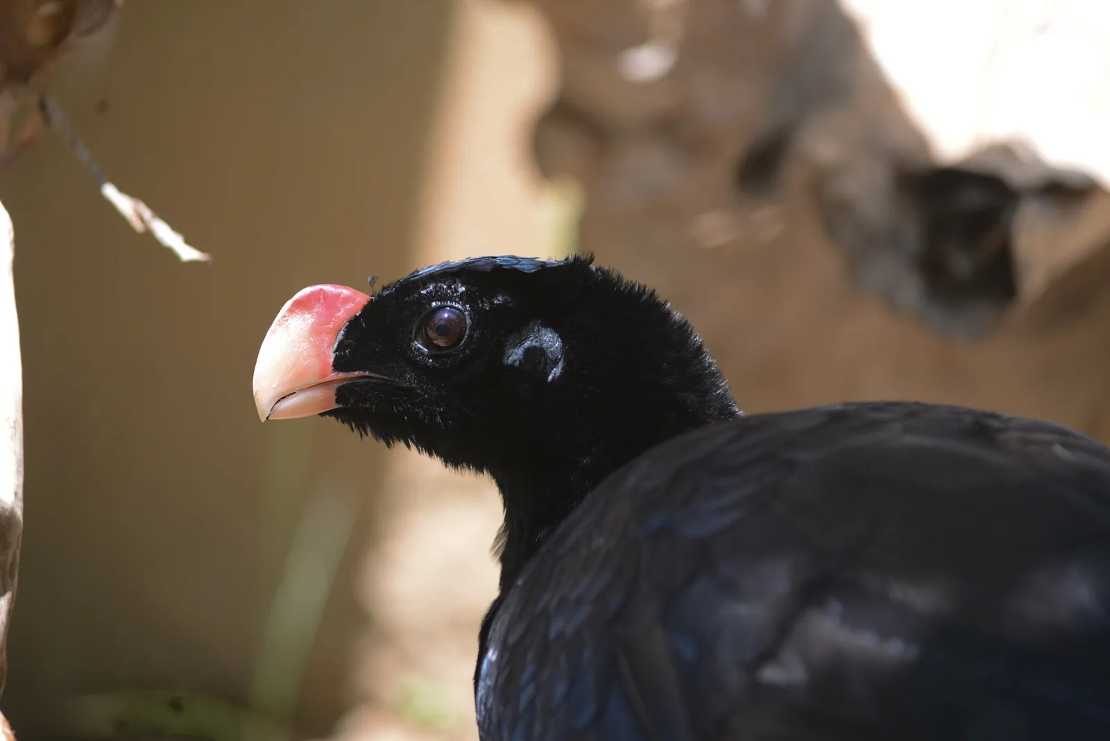 Alagoas curassow — photo 1