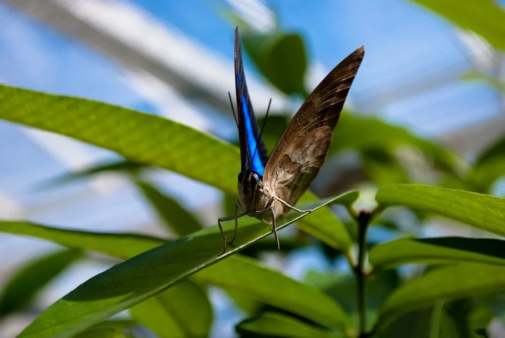 Blue morpho — photo 1