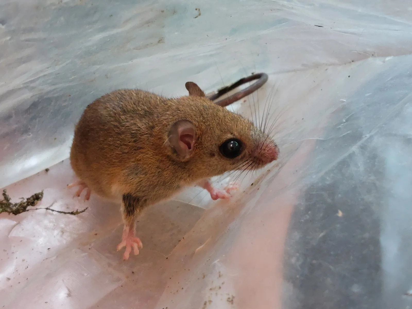 Bicolored arboreal rice rat — photo 1