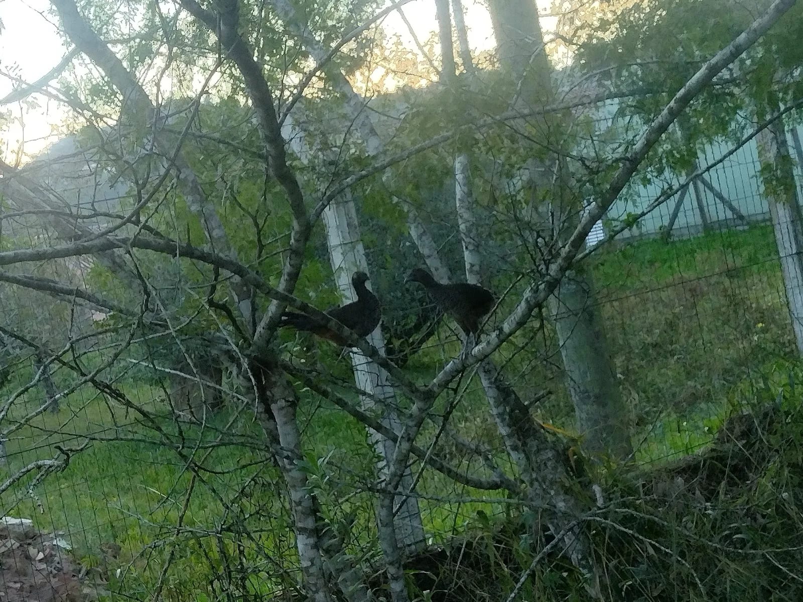 aracuã-escamosa — foto 1