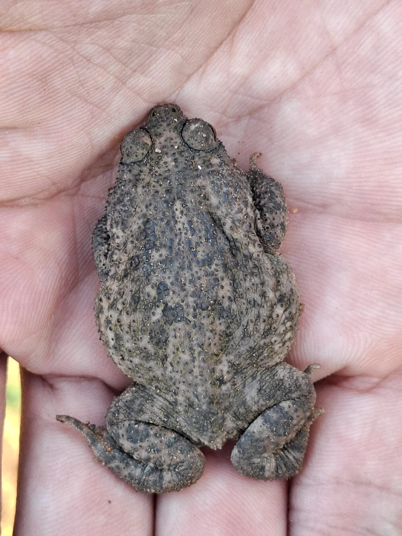 Sapo-cururu-da-Caatinga