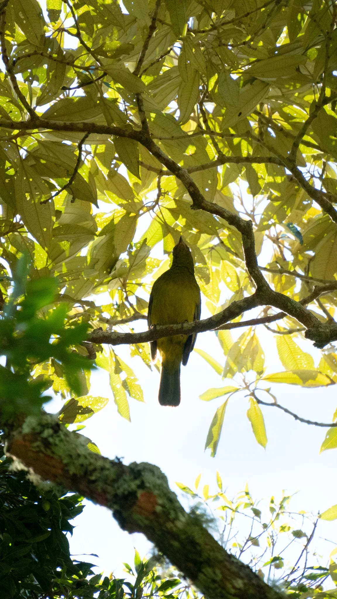 Black-and-gold Cotinga — photo 1