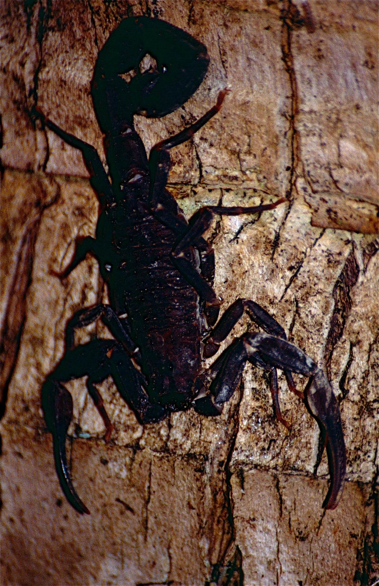 Amazonian black scorpion — photo 1