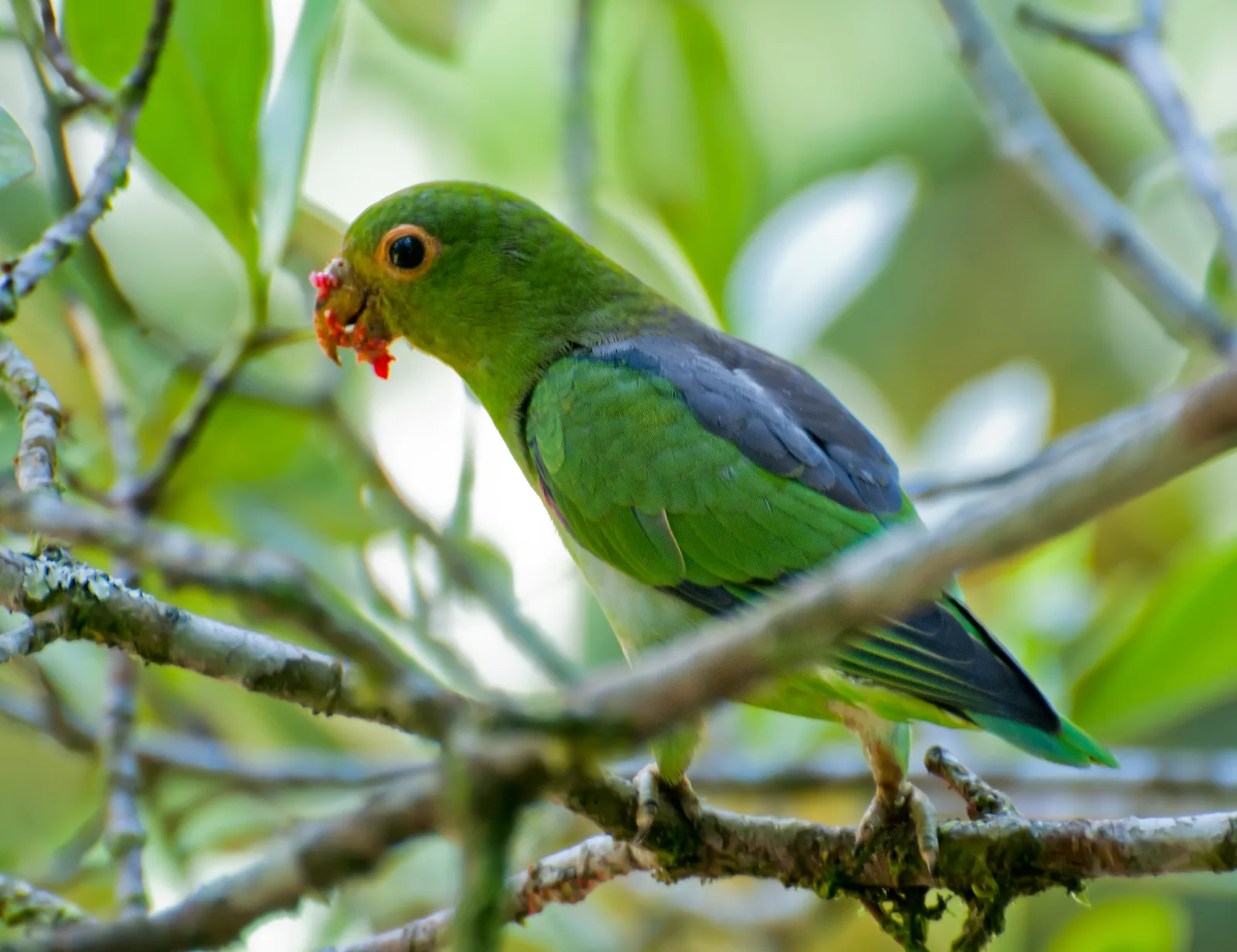 apuim-de-costas-pretas — foto 1