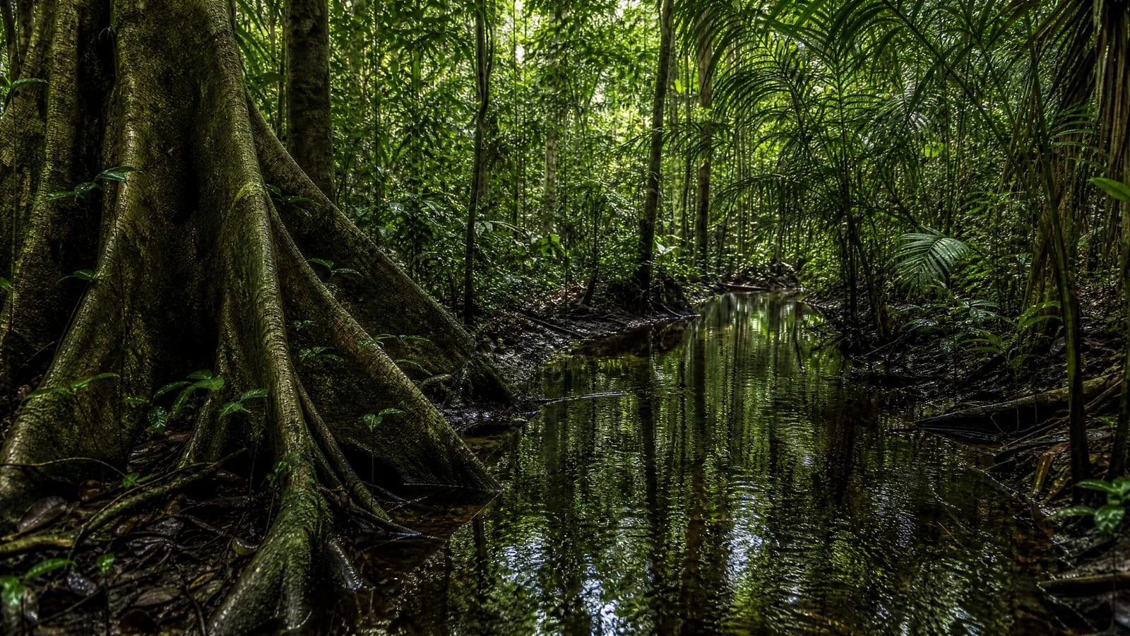 Amazônia — 4