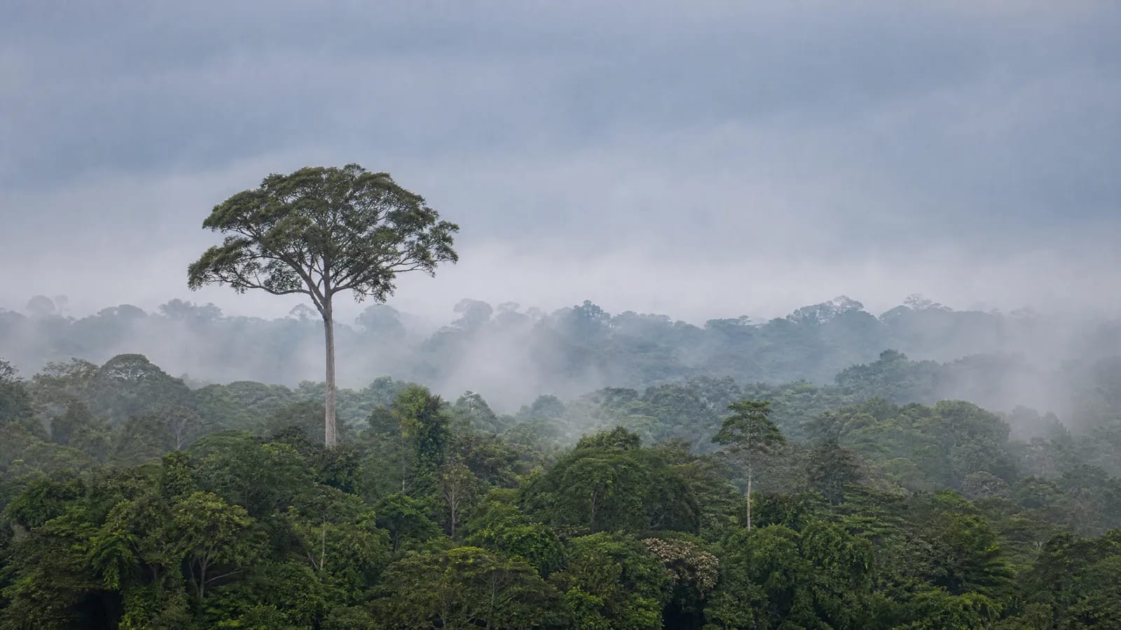 Amazônia — 7