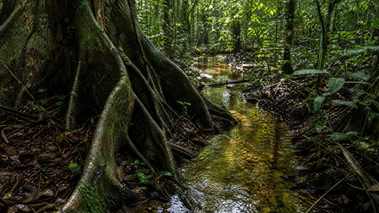 Amazônia — 8