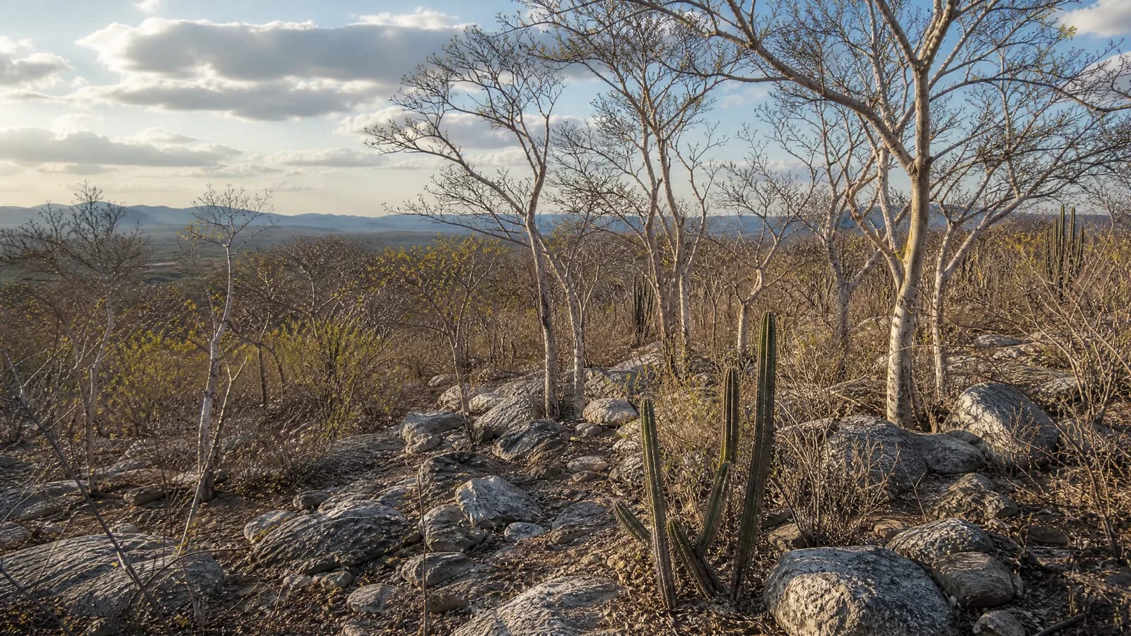 Caatinga — 3