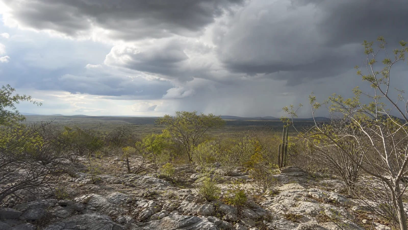 Caatinga — 6
