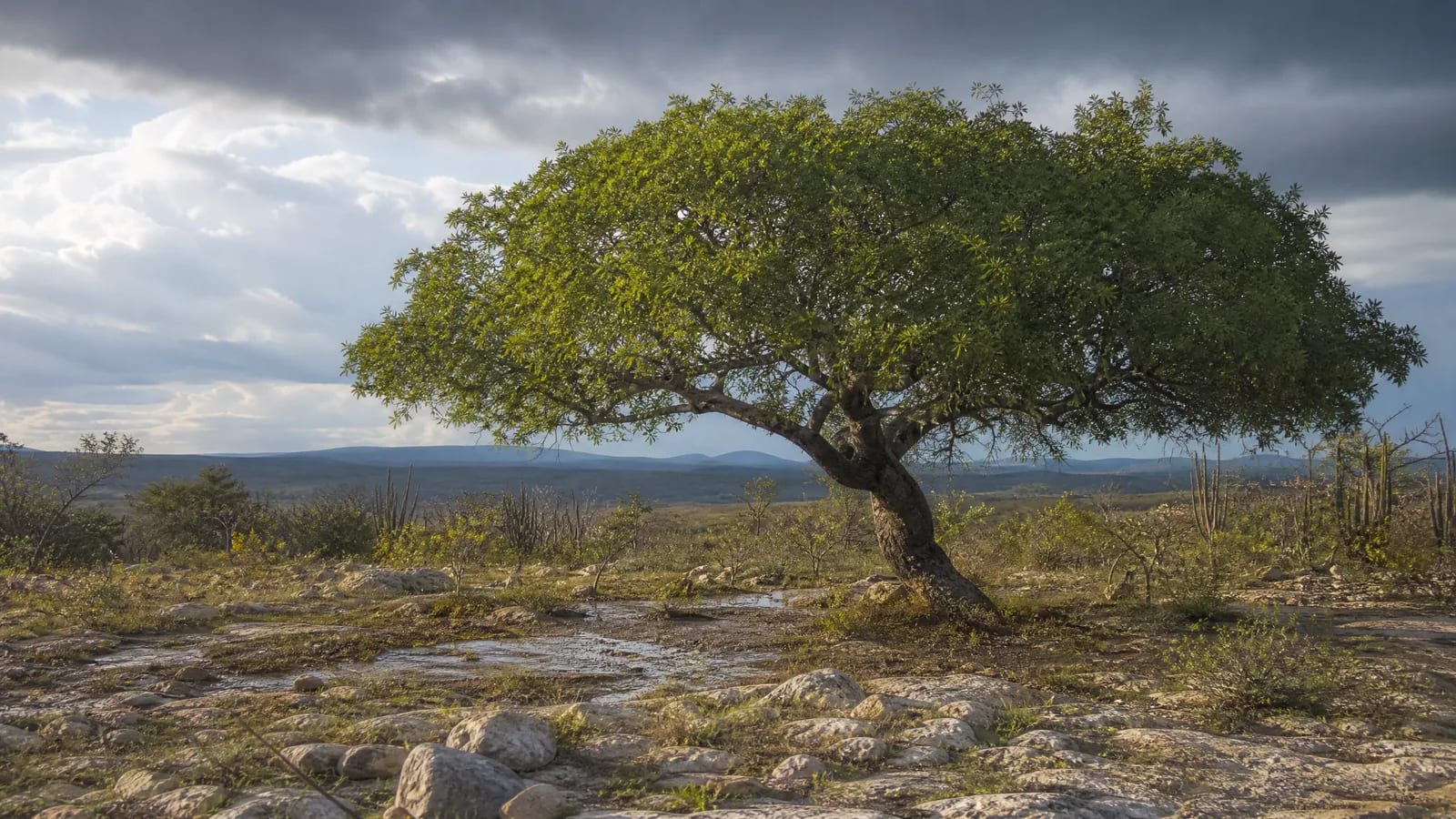 Caatinga — 8