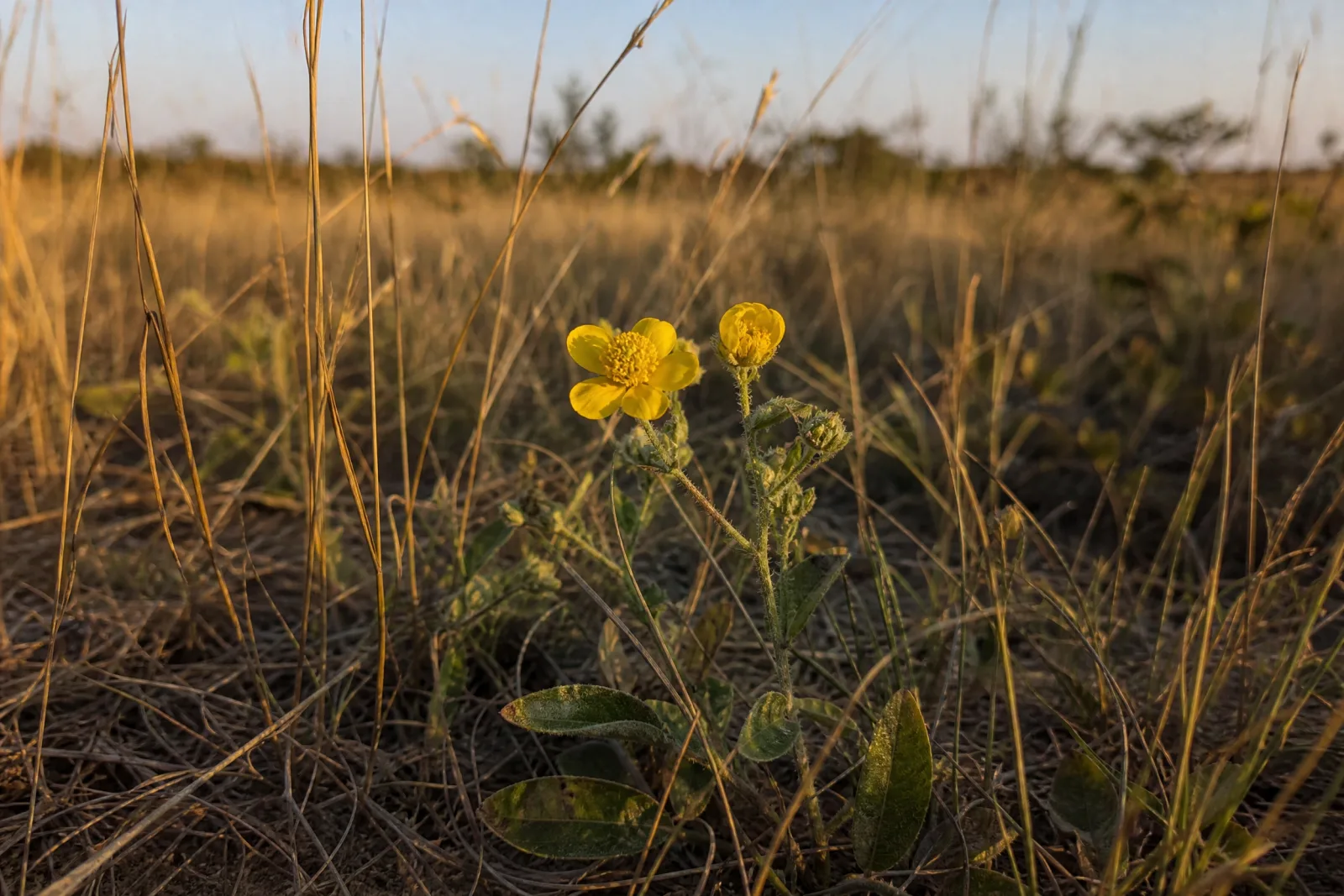 Flor nativa entre gramíneas